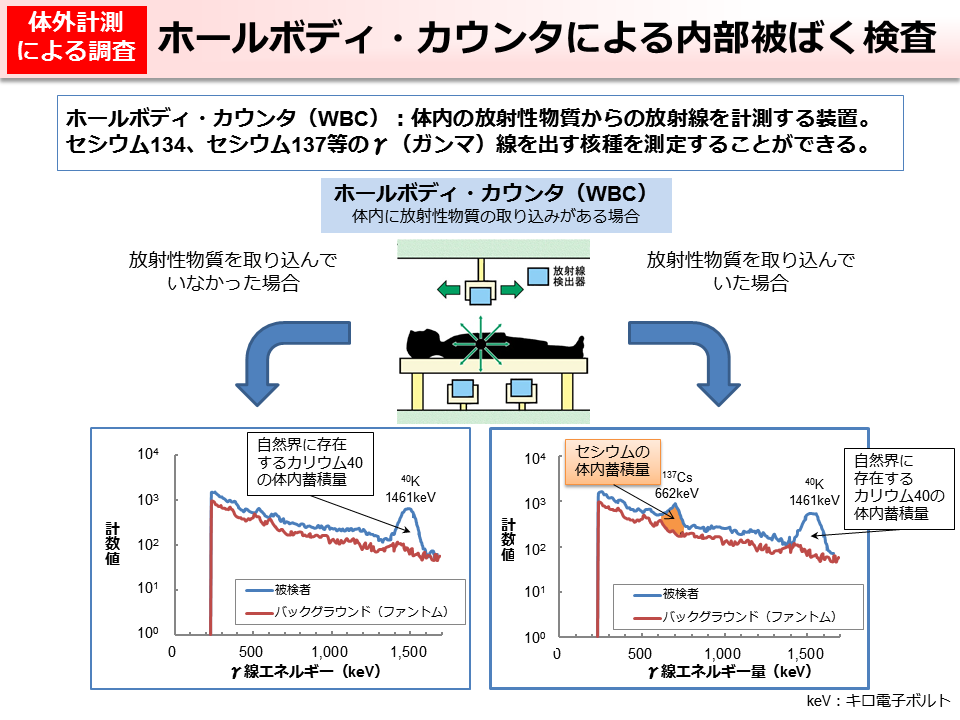 ホールボディ・カウンタによる内部被ばく検査