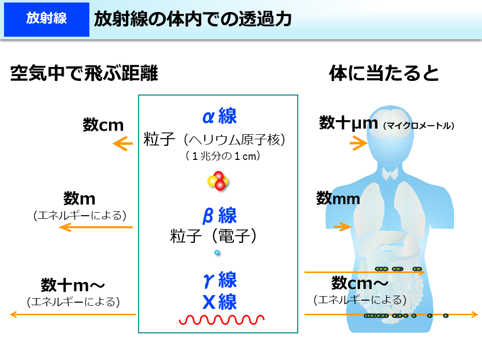 放射線の体内での透過力