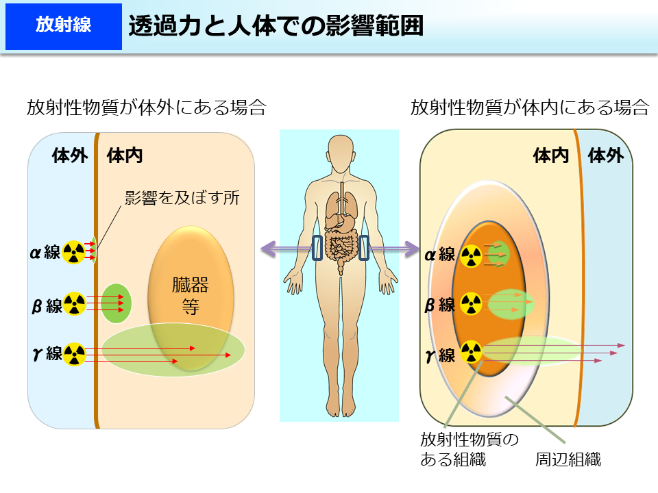 透過力と人体での影響範囲