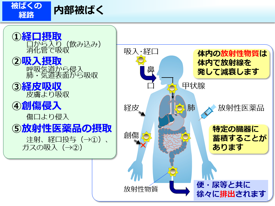 内部被ばく