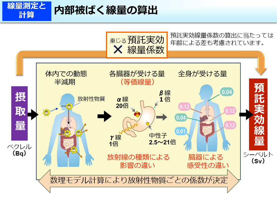 内部被ばく線量の算出