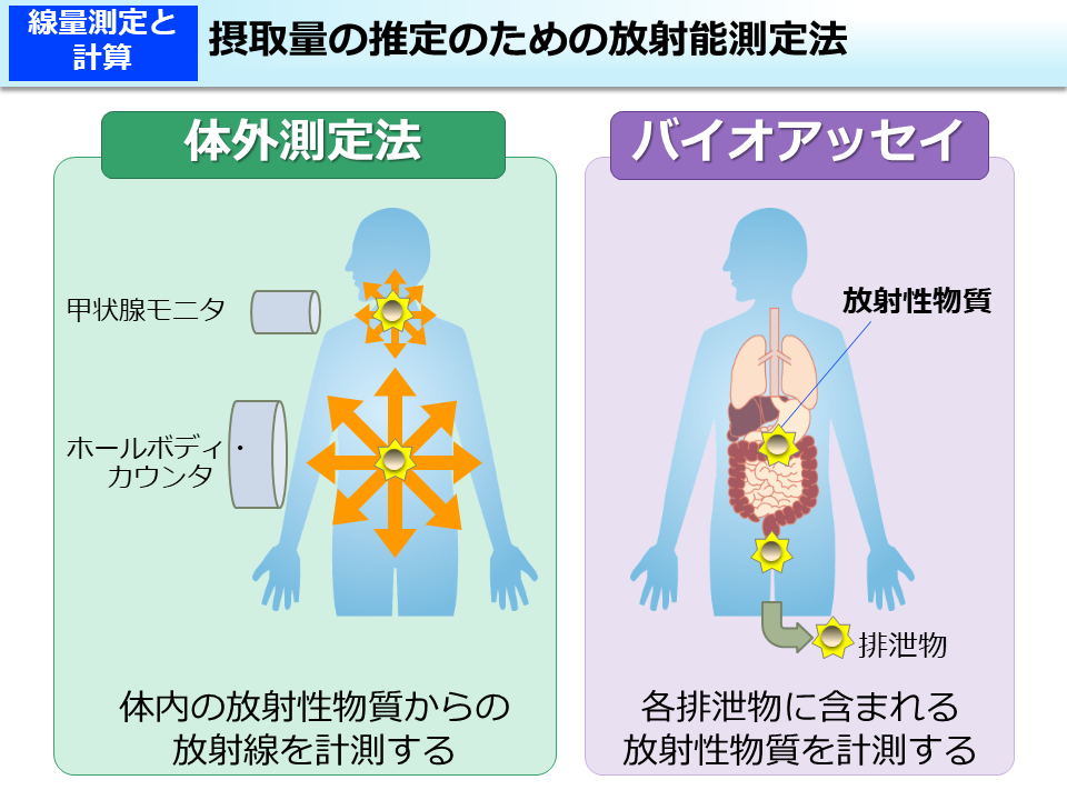 摂取量の推定のための放射能測定法