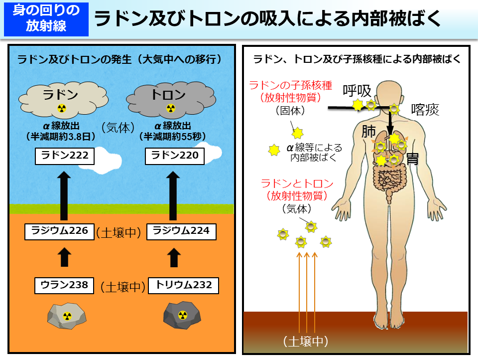 ラドン及びトロンの吸入による内部被ばく