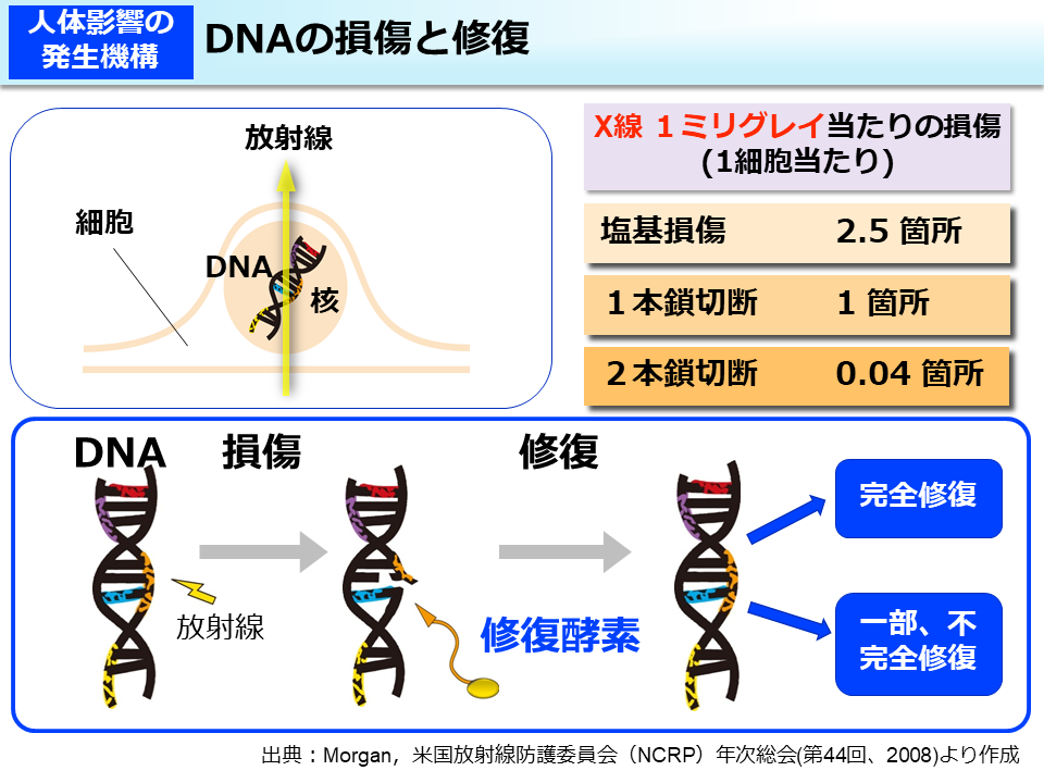 DNAの損傷と修復