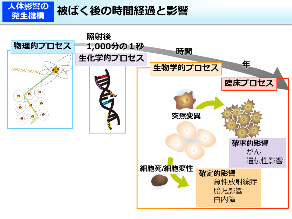 福島第一に放射線量が極めて高い設備 数時間で人が死に至る恐れ 廃炉工程遅れる可能性 科学 ｉｔ ニュース 読売新聞オンライン