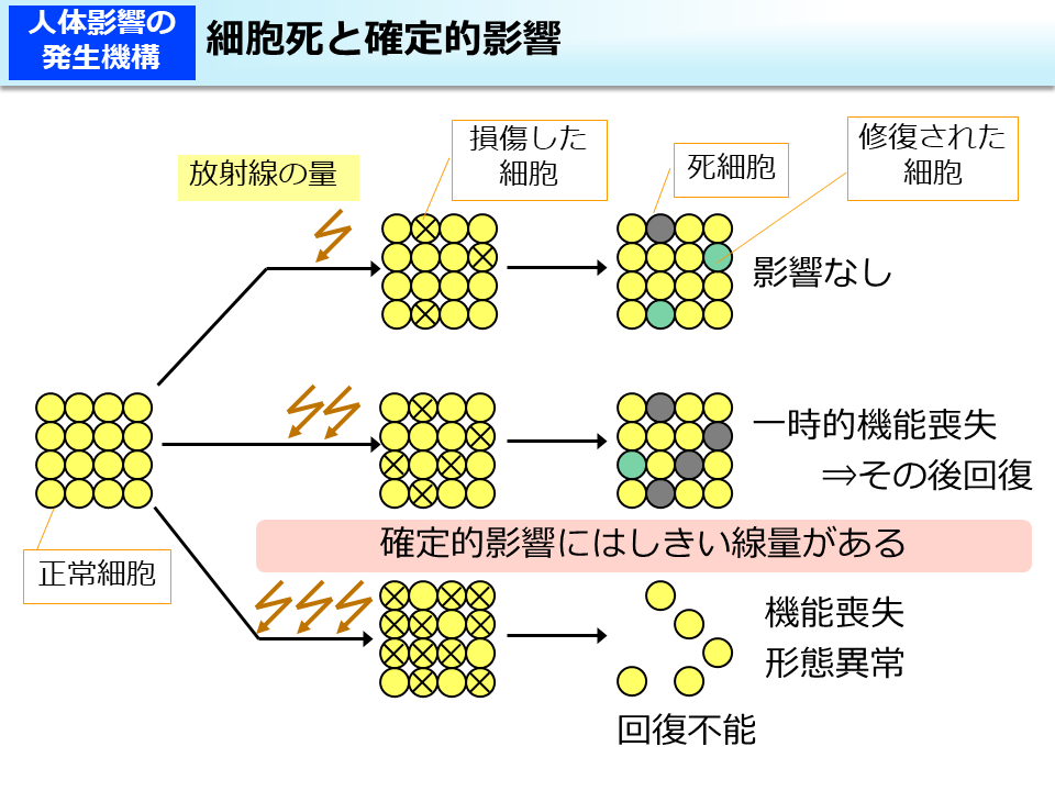 細胞死と確定的影響