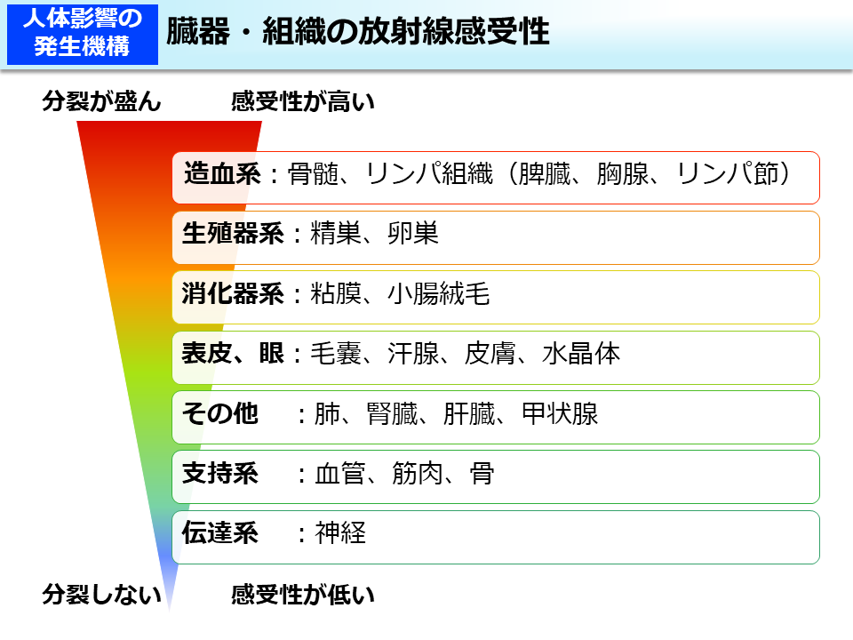 臓器・組織の放射線感受性