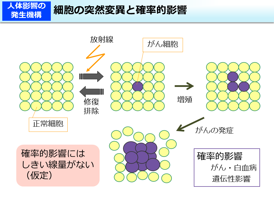 細胞の突然変異と確率的影響