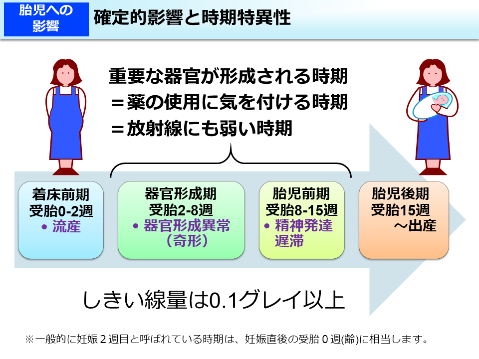 確定的影響と時期特異性