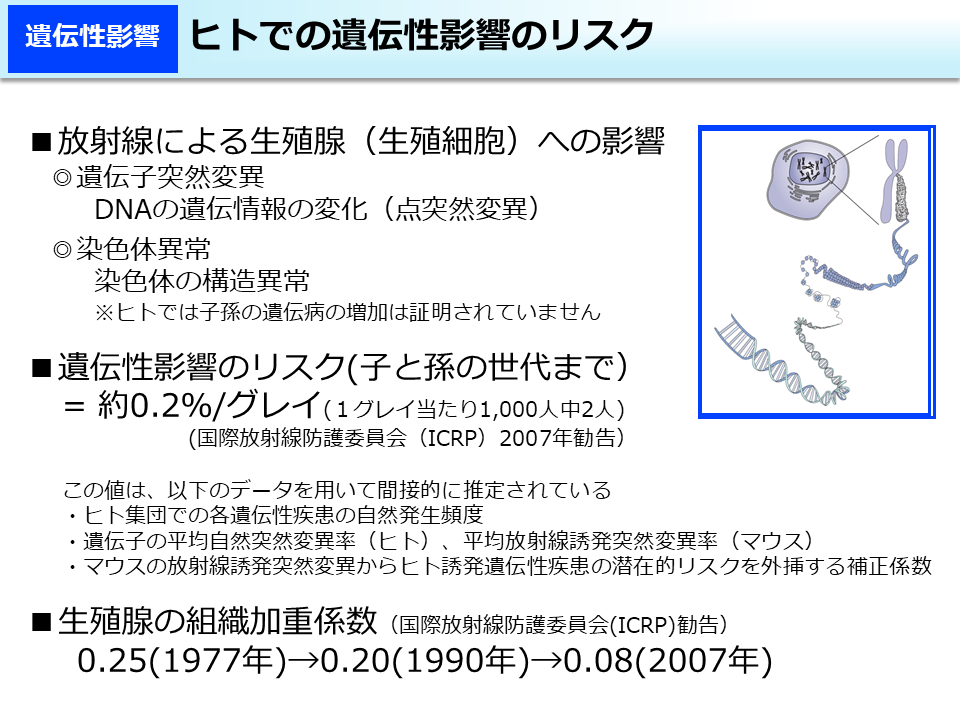 ヒトでの遺伝性影響のリスク