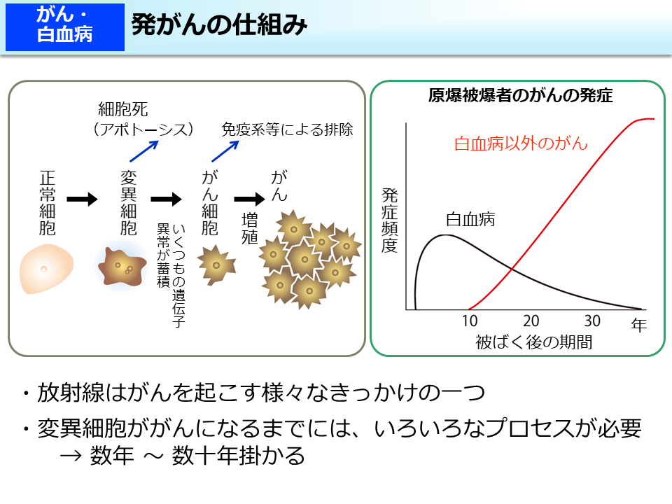 発がんの仕組み