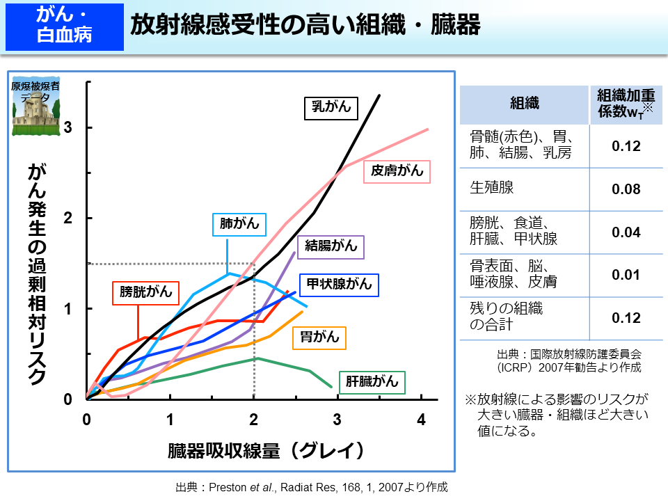 放射線感受性の高い組織・臓器