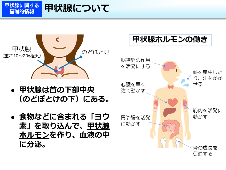 甲状腺について