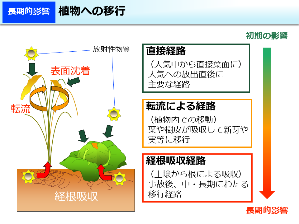 植物への移行