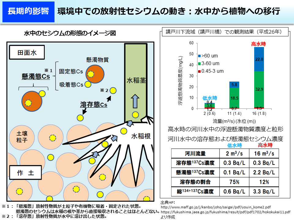 環境中での放射性セシウムの動き：水中から植物への移行