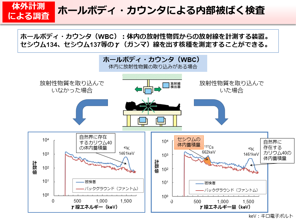 ホールボディ・カウンタによる内部被ばく検査