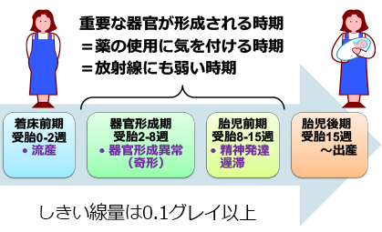 確定的影響と被ばくする時期による違いの図