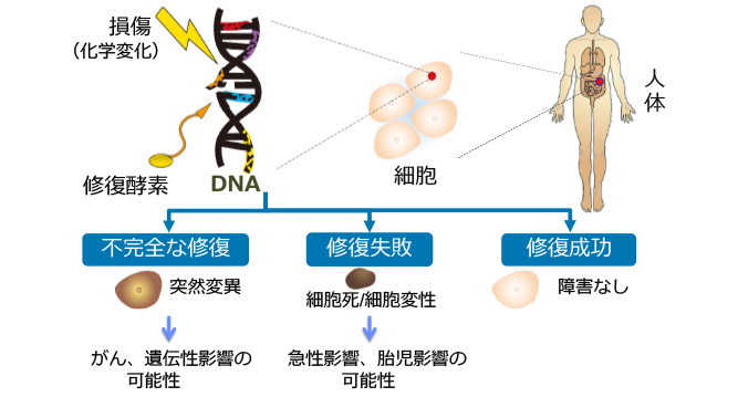 放射線による胎児影響と遺伝性影響の発生メカニズムの図