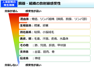 臓器・組織の放射線感受性
