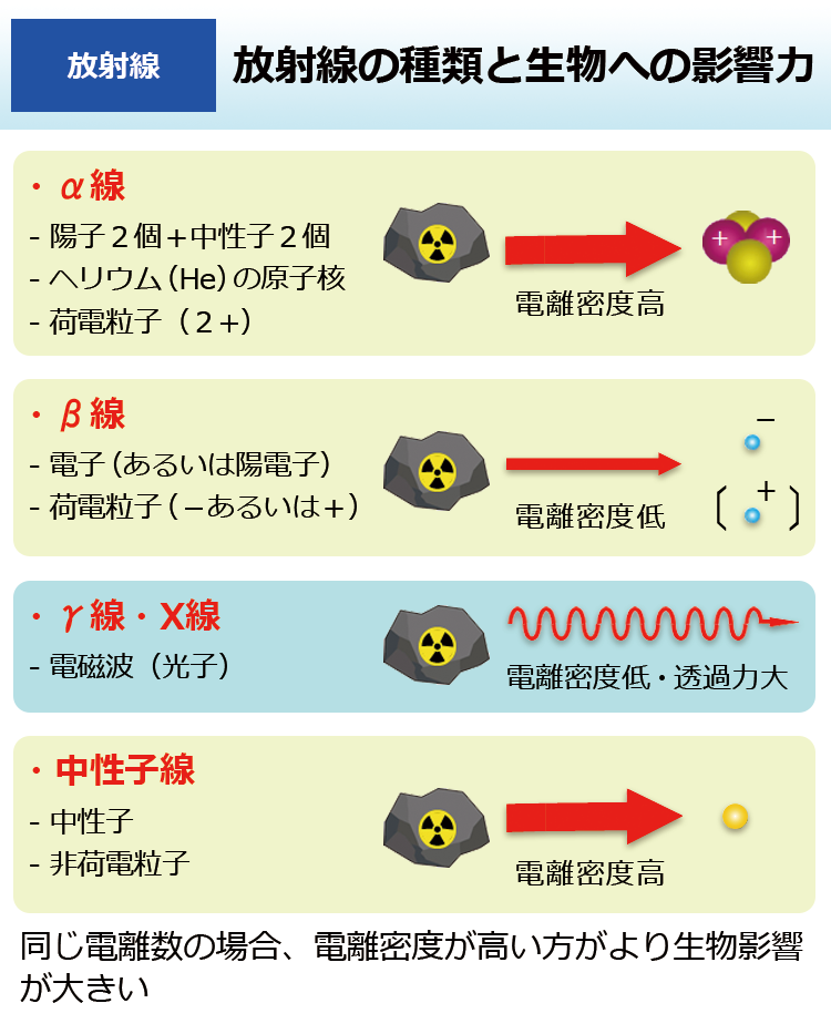 放射線の種類と生物への影響力