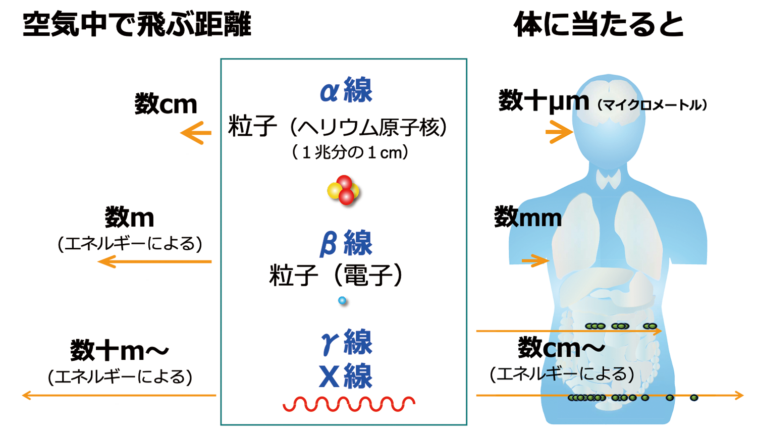 放射線の体内での透過力