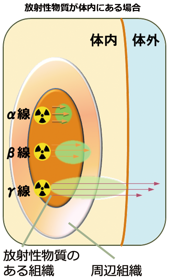 透過力と人体での影響範囲