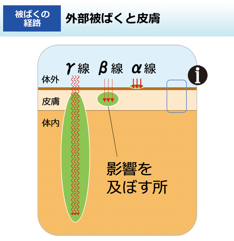 外部被ばくと皮膚