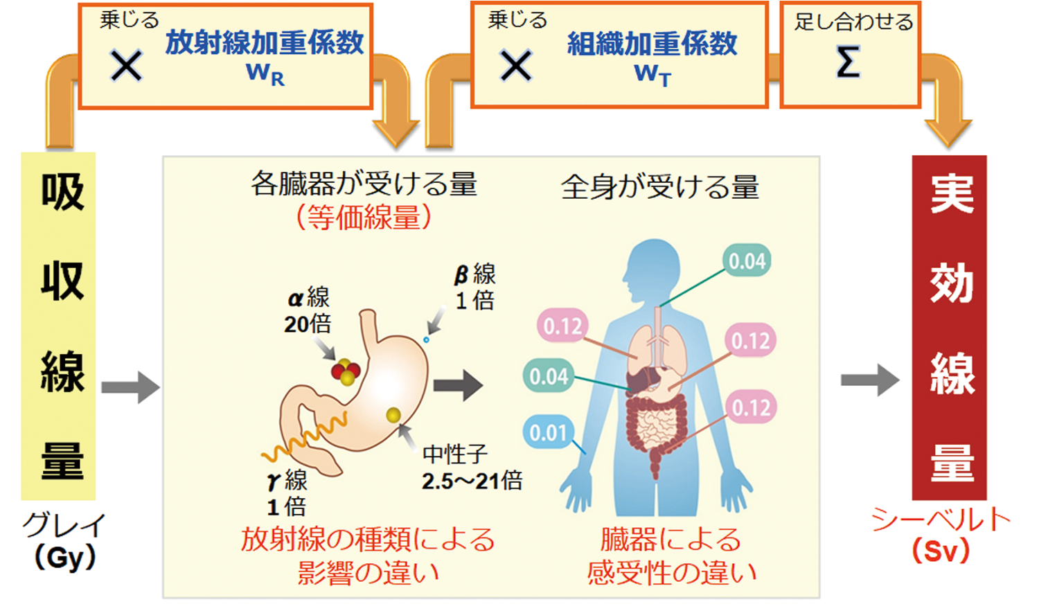 グレイからシーベルトへの換算