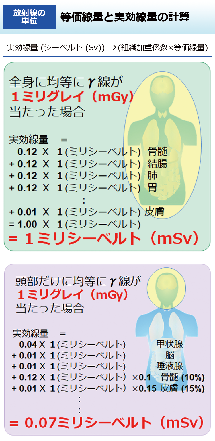 等価線量と実効線量の計算