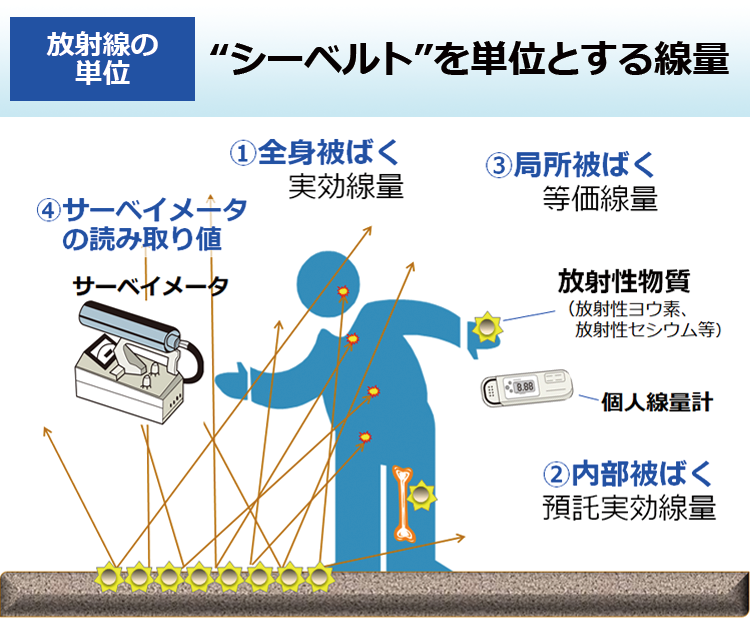 “シーベルト”を単位とする線量