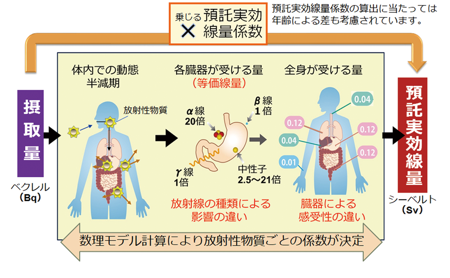 内部被ばく線量の算出