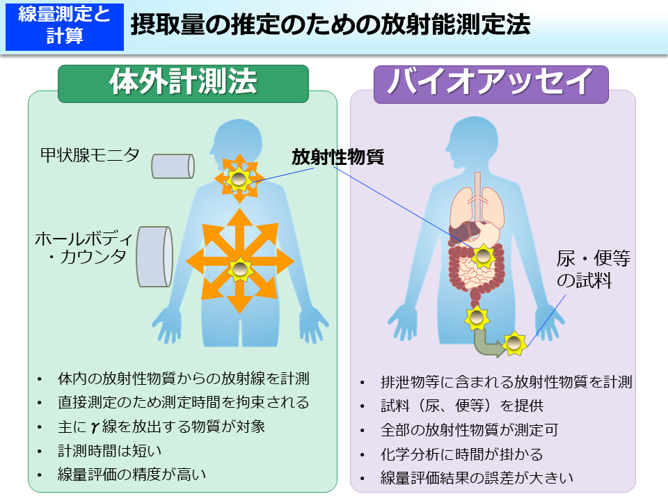 摂取量の推定のための放射能測定法