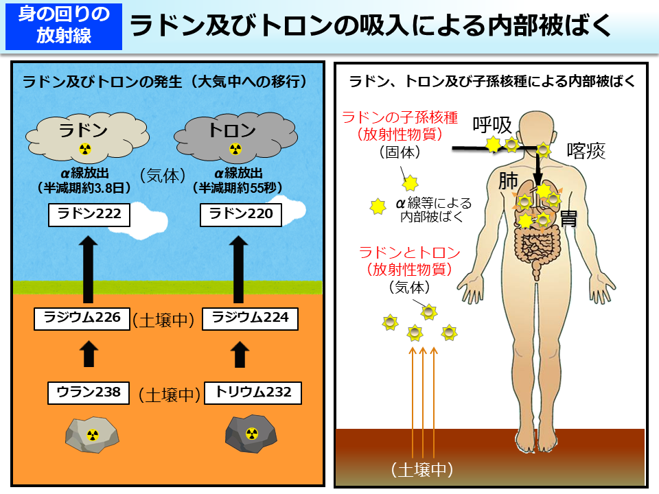 ラドン及びトロンの吸入による内部被ばく