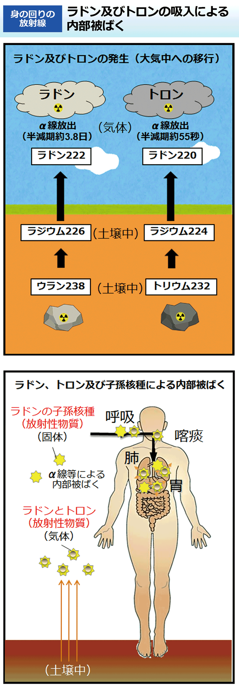 ラドン及びトロンの吸入による内部被ばく