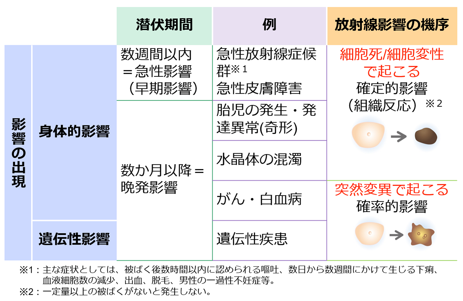 放射線影響の分類