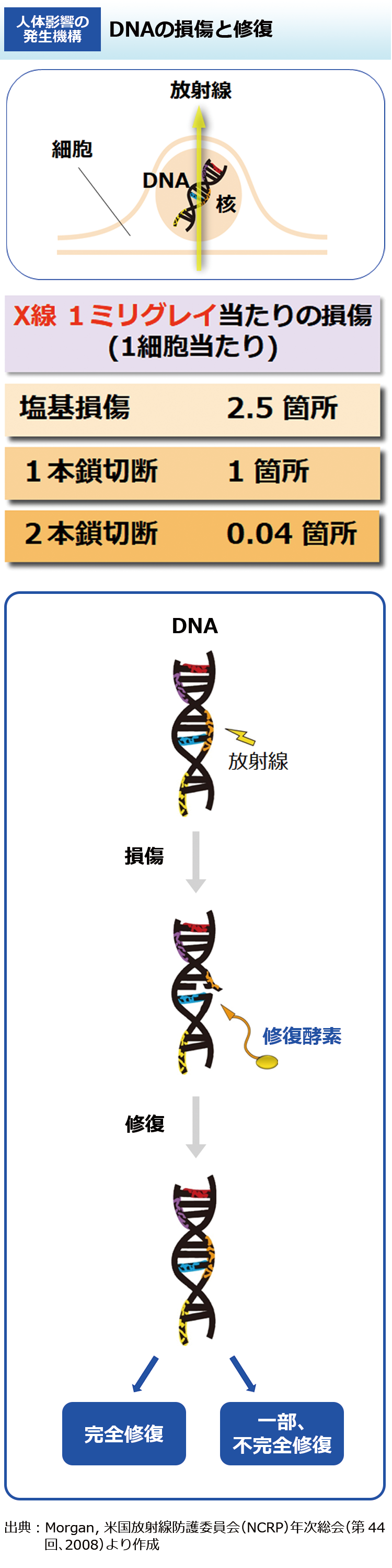 DNAの損傷と修復