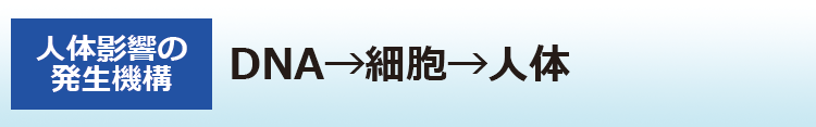 DNA→細胞→人体
