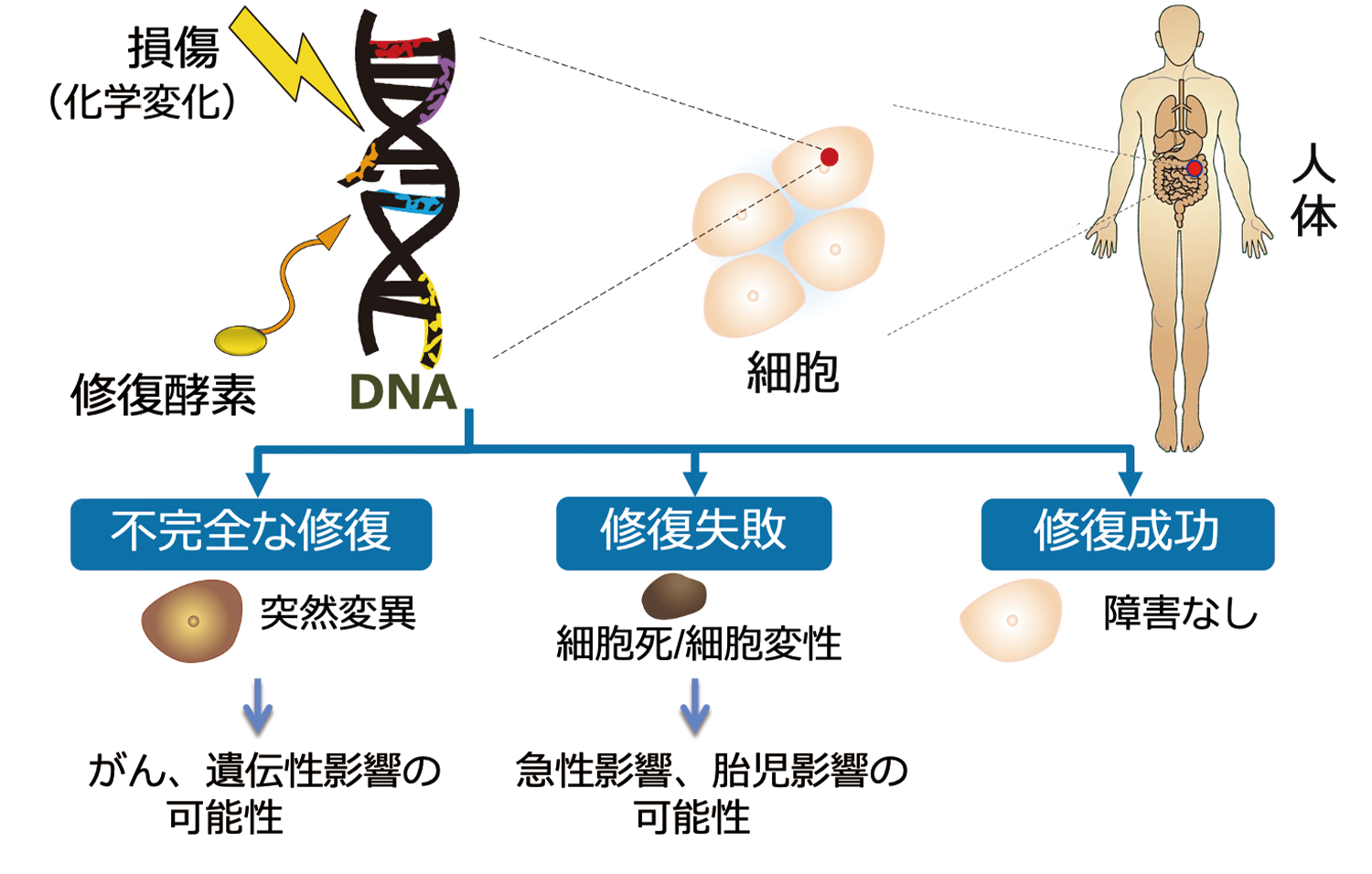 DNA→細胞→人体