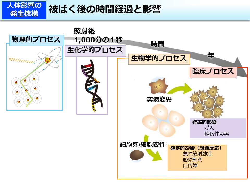 被ばく後の時間経過と影響