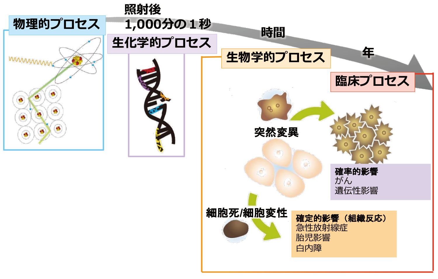 被ばく後の時間経過と影響
