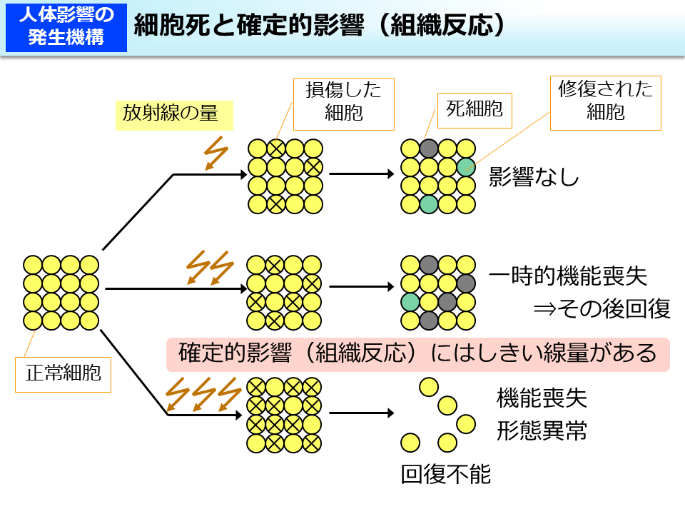細胞死と確定的影響（組織反応）