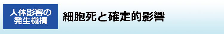 細胞死と確定的影響（組織反応）