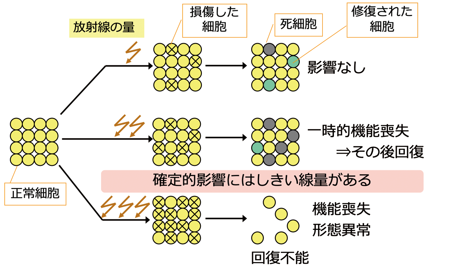 細胞死と確定的影響（組織反応）