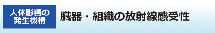 臓器・組織の放射線感受性