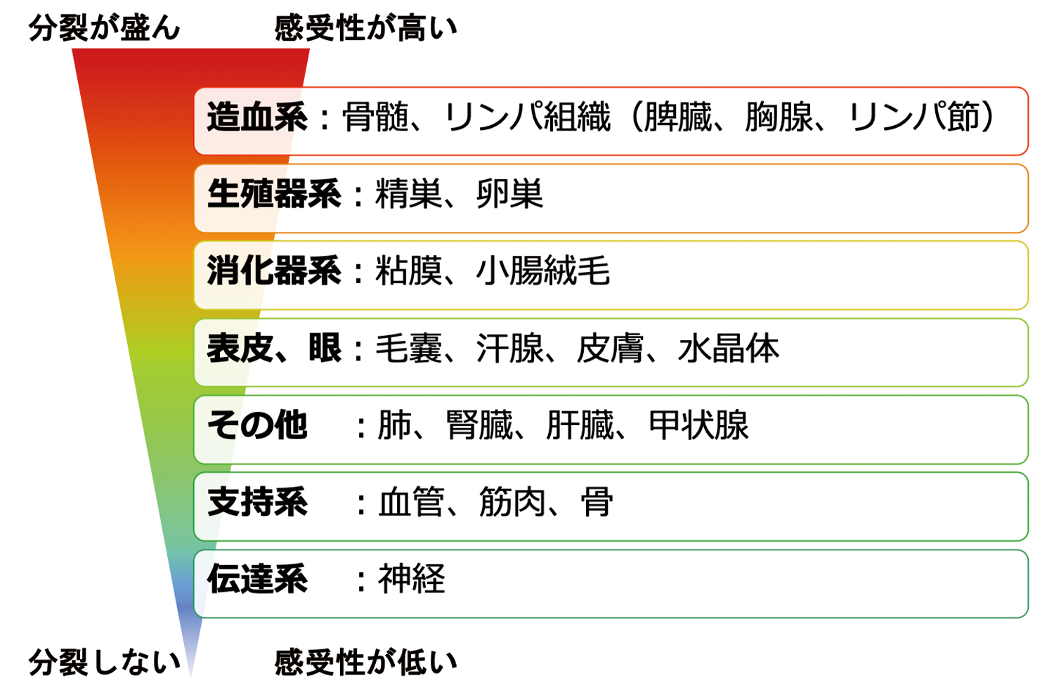 臓器・組織の放射線感受性