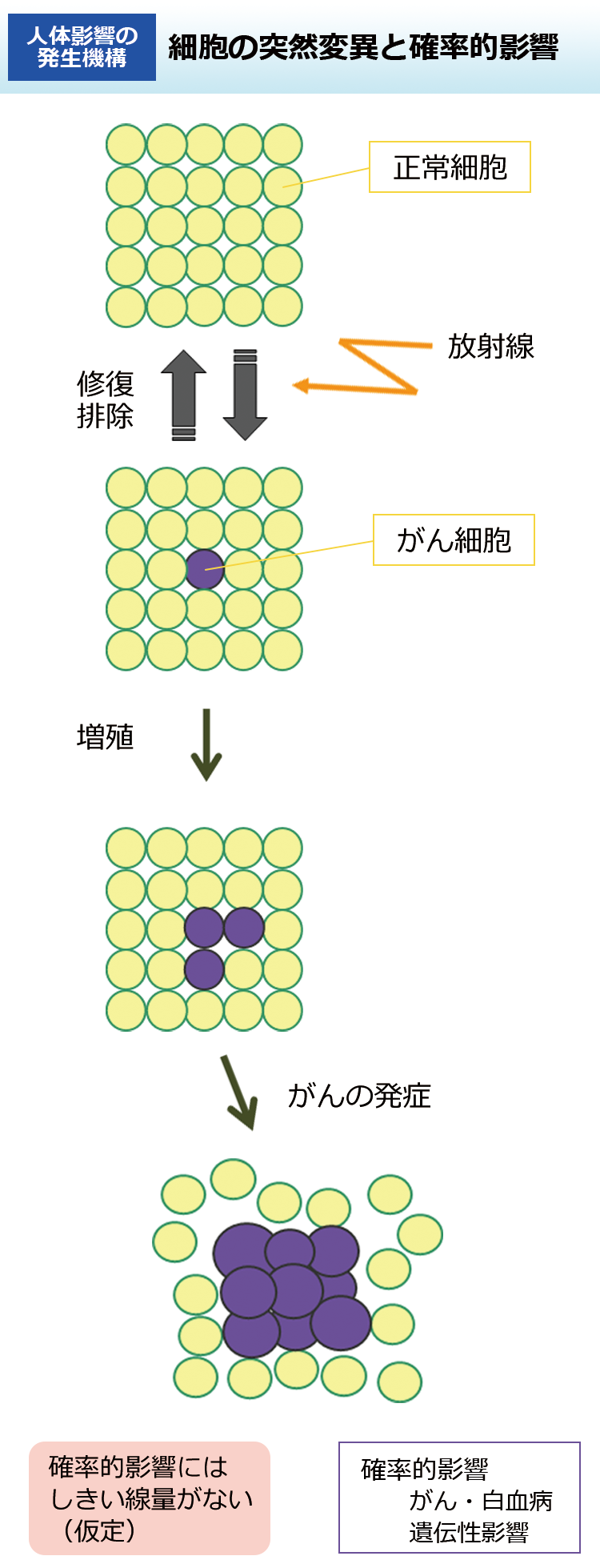 細胞の突然変異と確率的影響