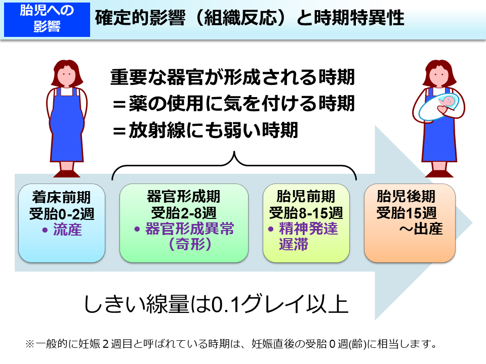確定的影響（組織反応）と時期特異性