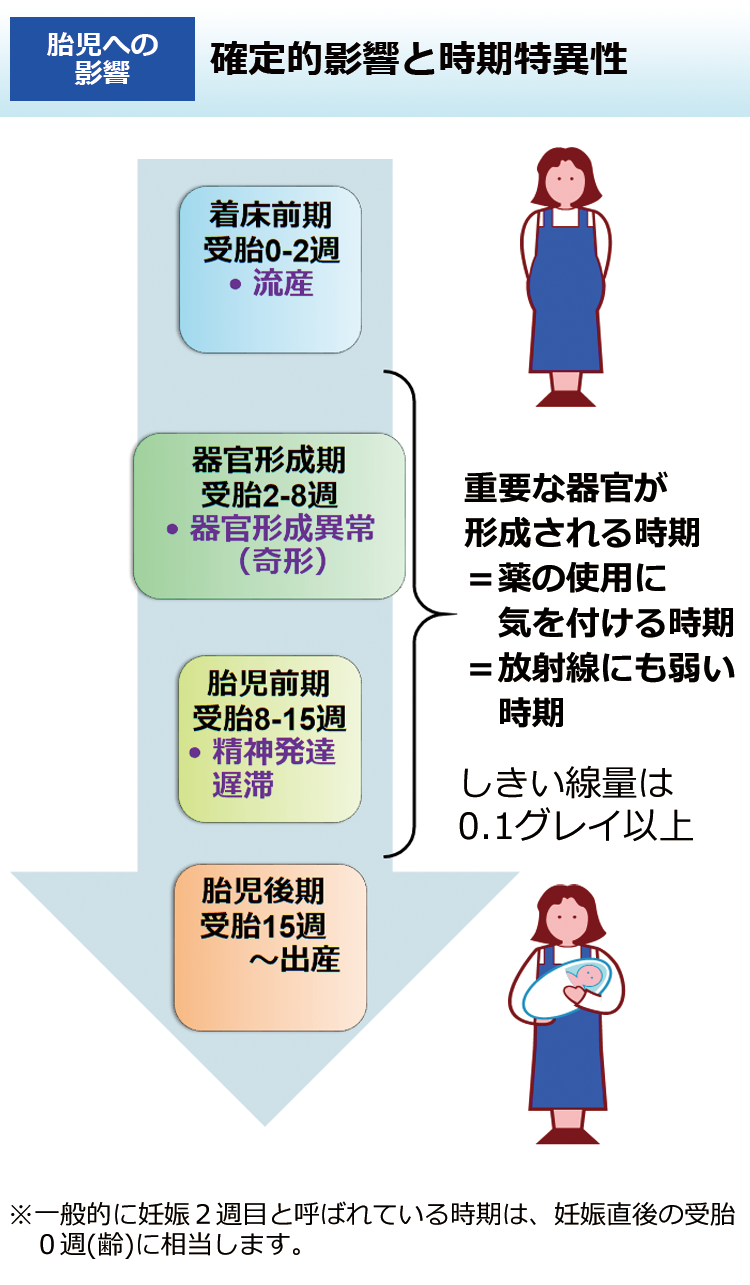 確定的影響（組織反応）と時期特異性