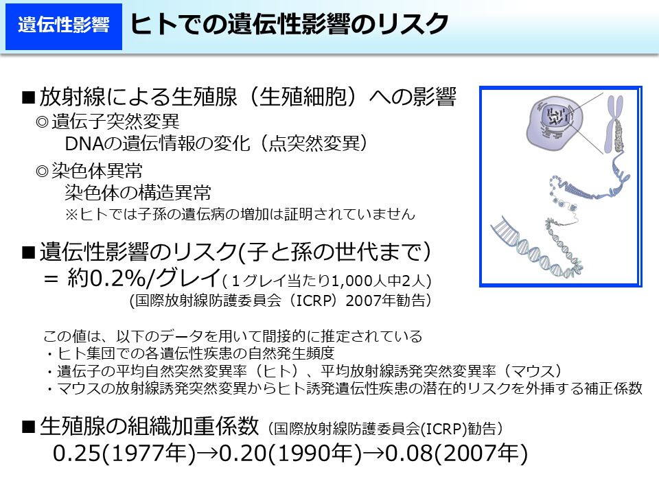 ヒトでの遺伝性影響のリスク