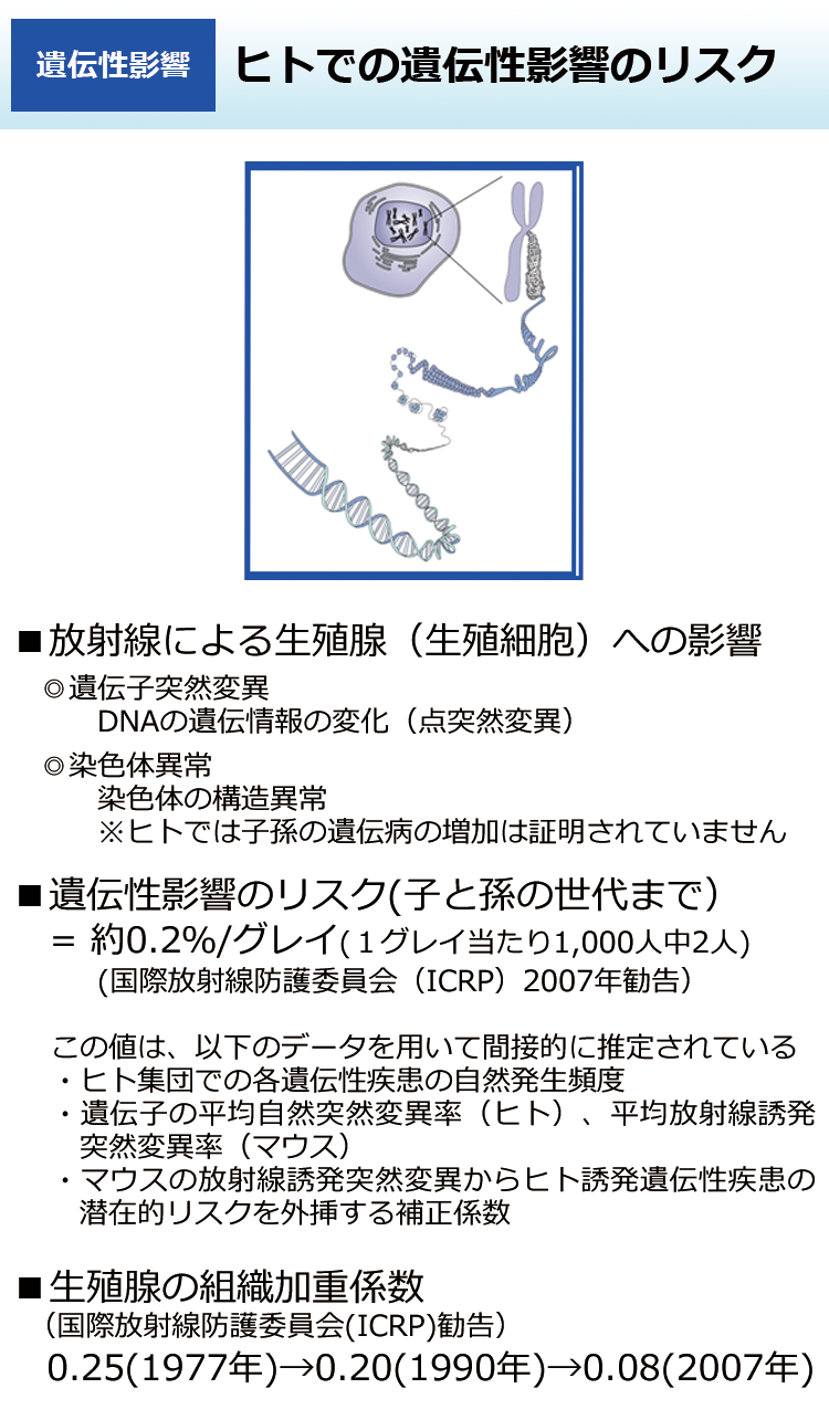 ヒトでの遺伝性影響のリスク